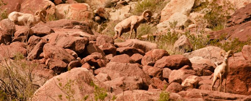 Desert Bighorn Sheep-6004 - UNTITLED ©2010 Dan Stevenson